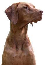 vizsla braco hungaro roymar